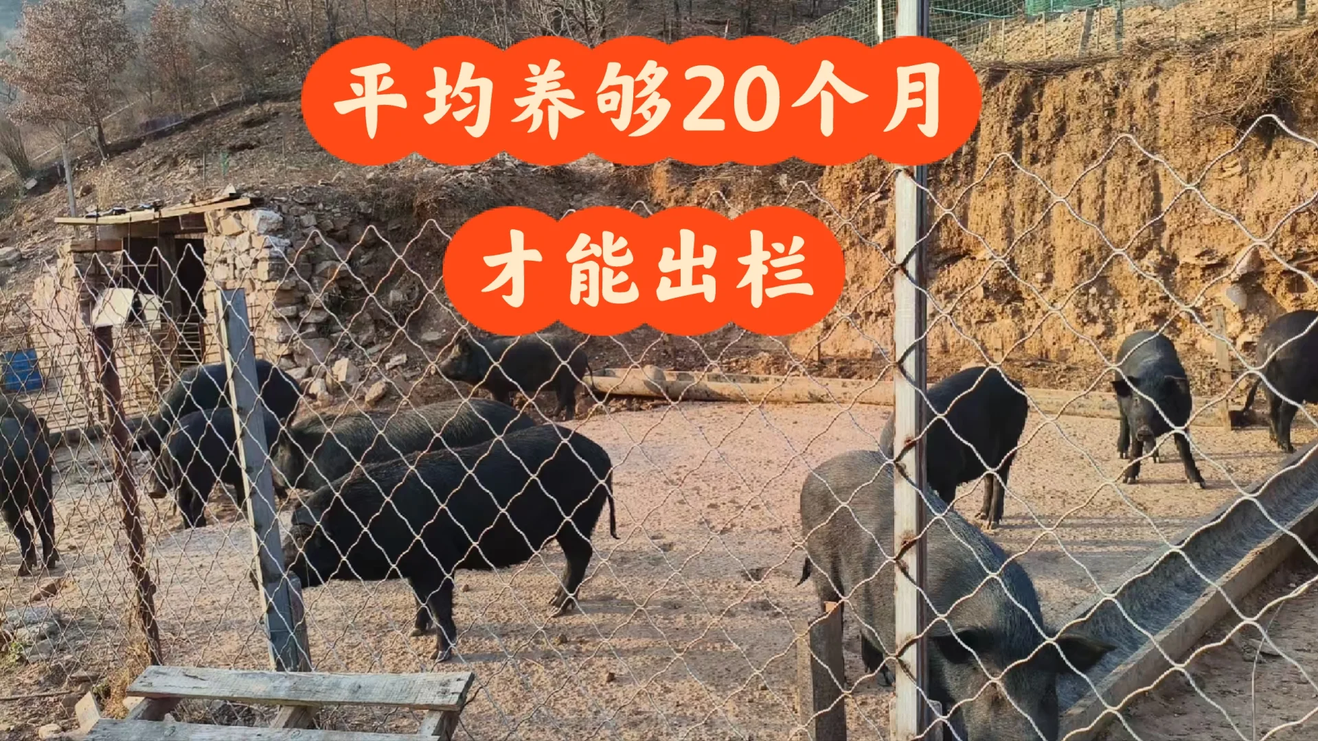 自家散养黑猪的