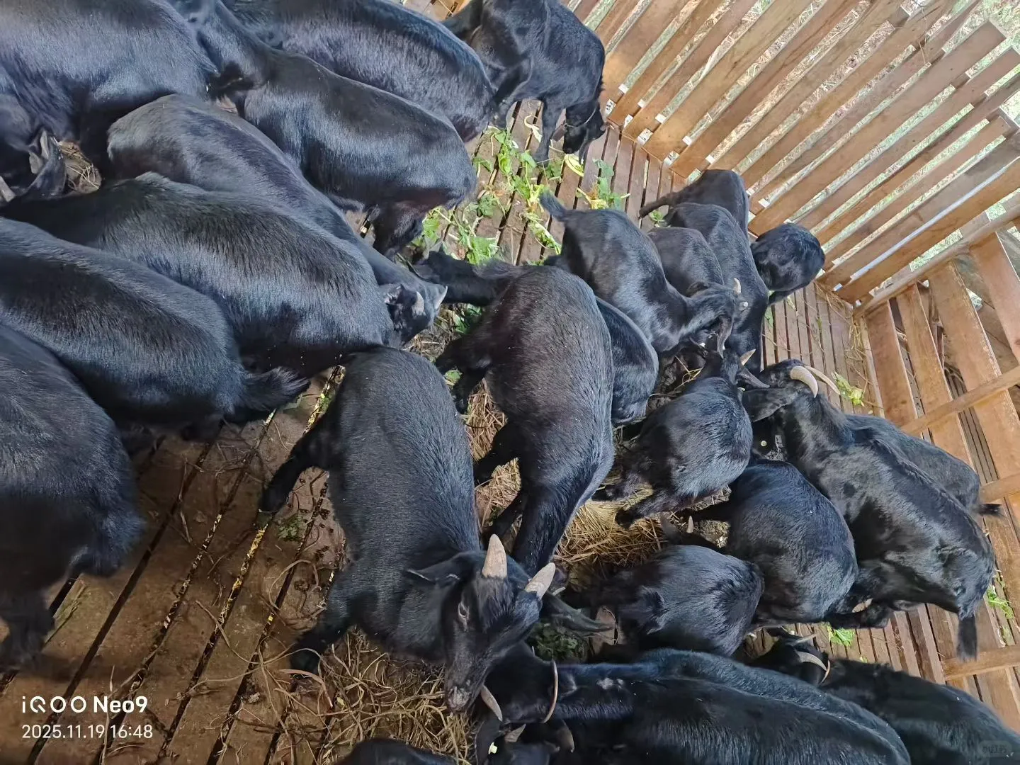 �������л���ɽ������