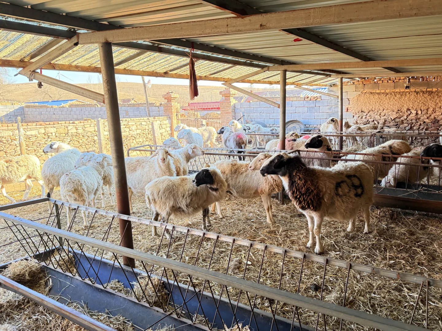 �����ԼҲݵ�����������