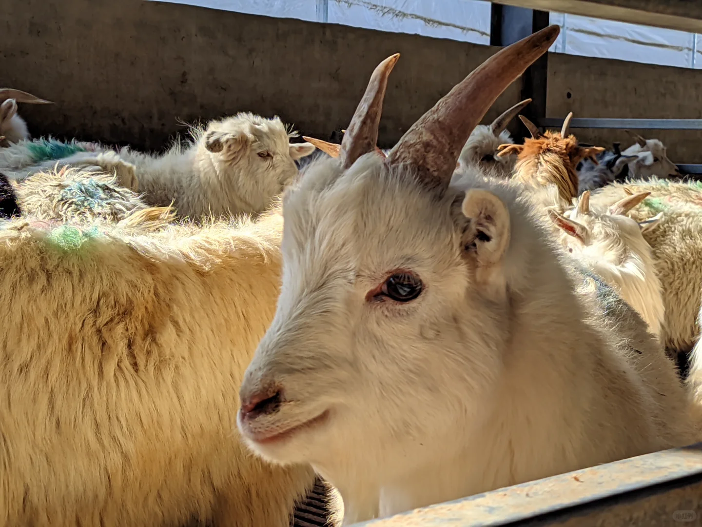 ����С�� С���ᷢ��