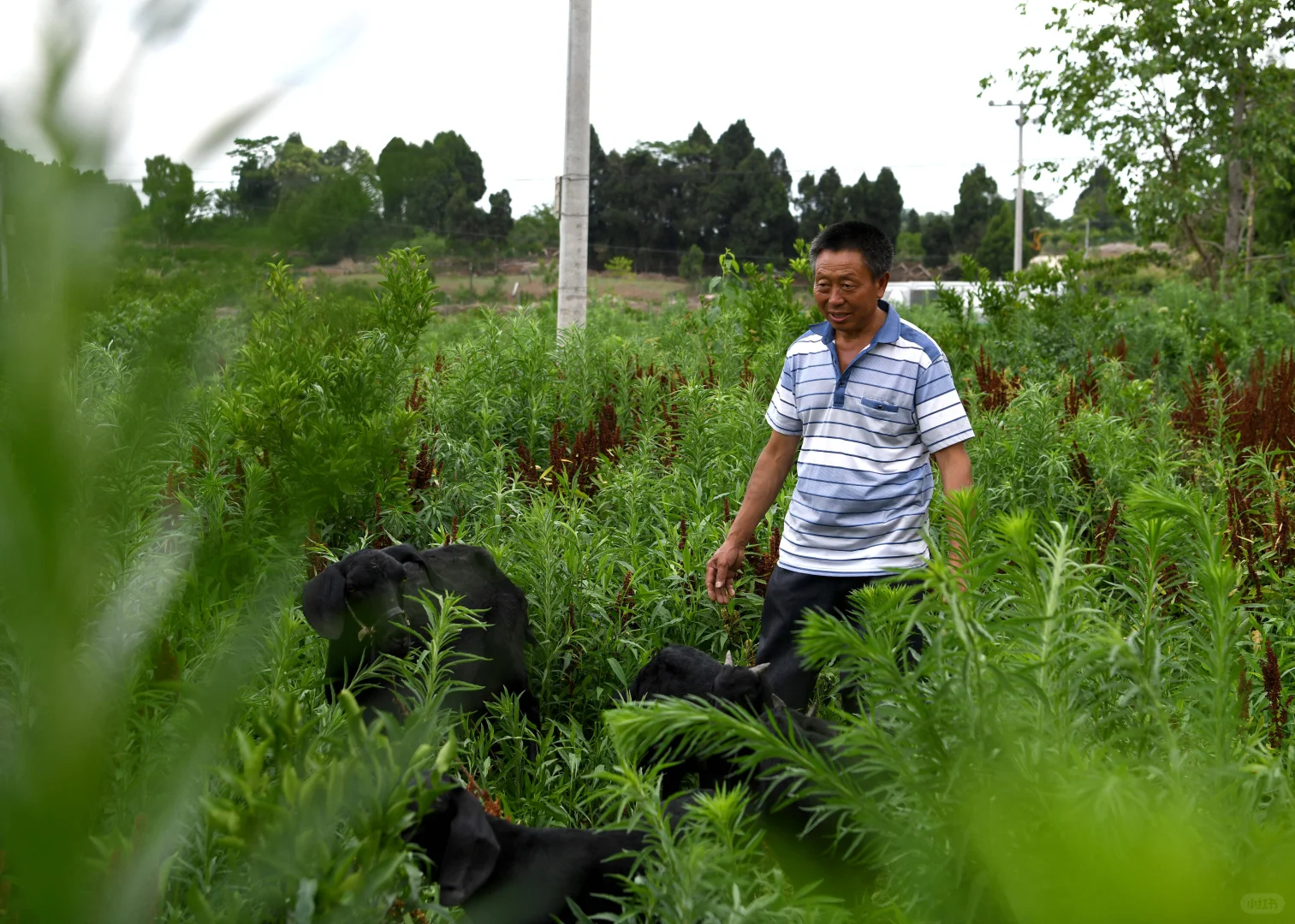 羊吃树苗被打死,养羊人咋办?