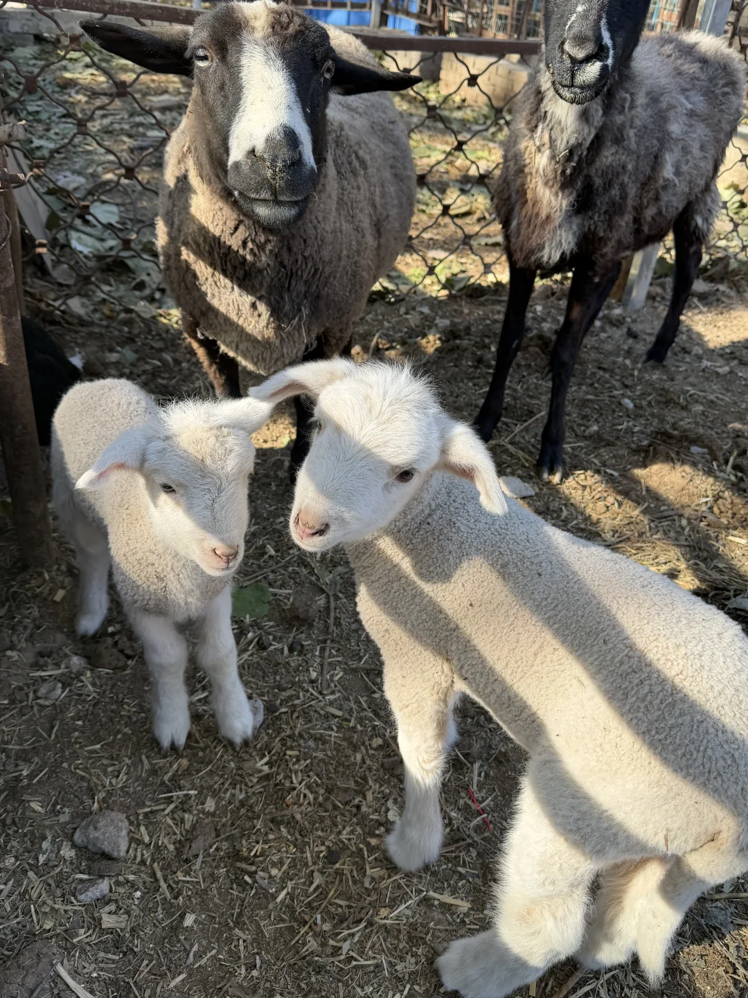 ��Ժ����ı�������ݣ����ܿ�+ʡǮ+����ָ��