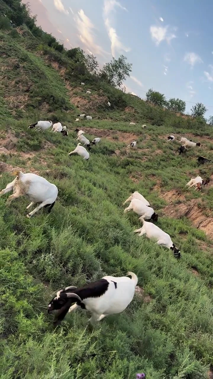 承接上文,好吃的羊就是这么放出来的!7