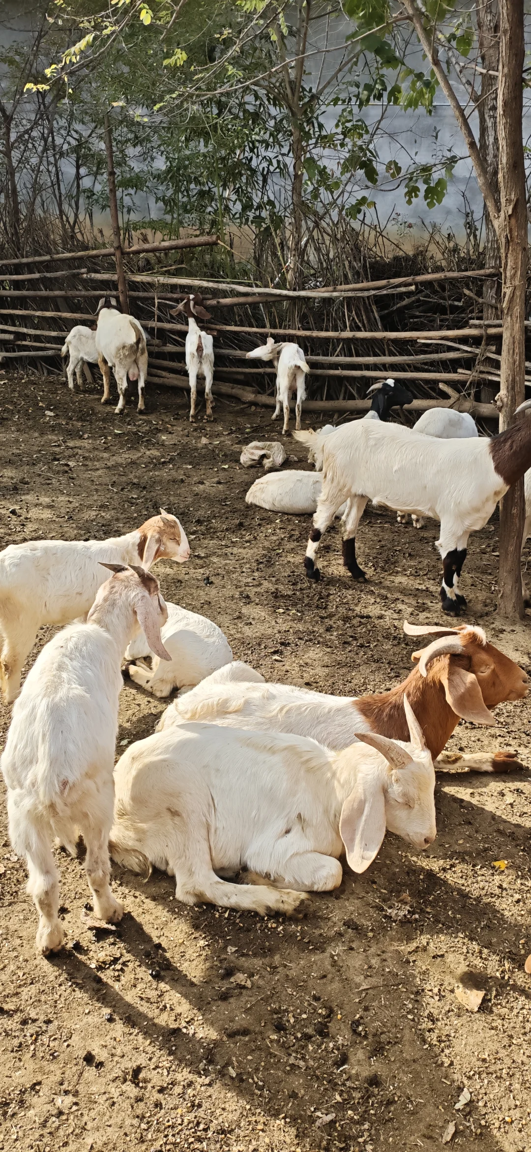 �����Լ���ֳ��ɽ��