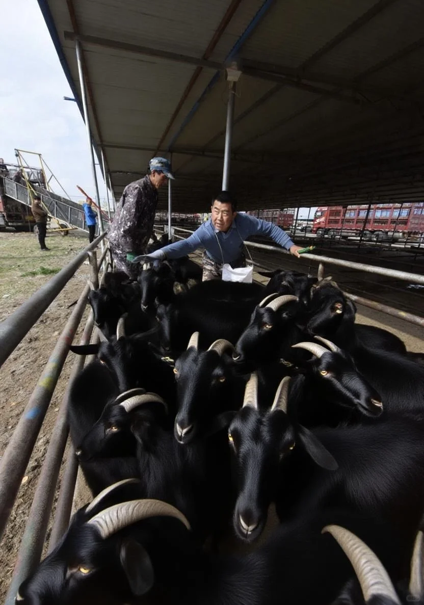 黑山羊出栏,养羊户如何智斗羊贩子