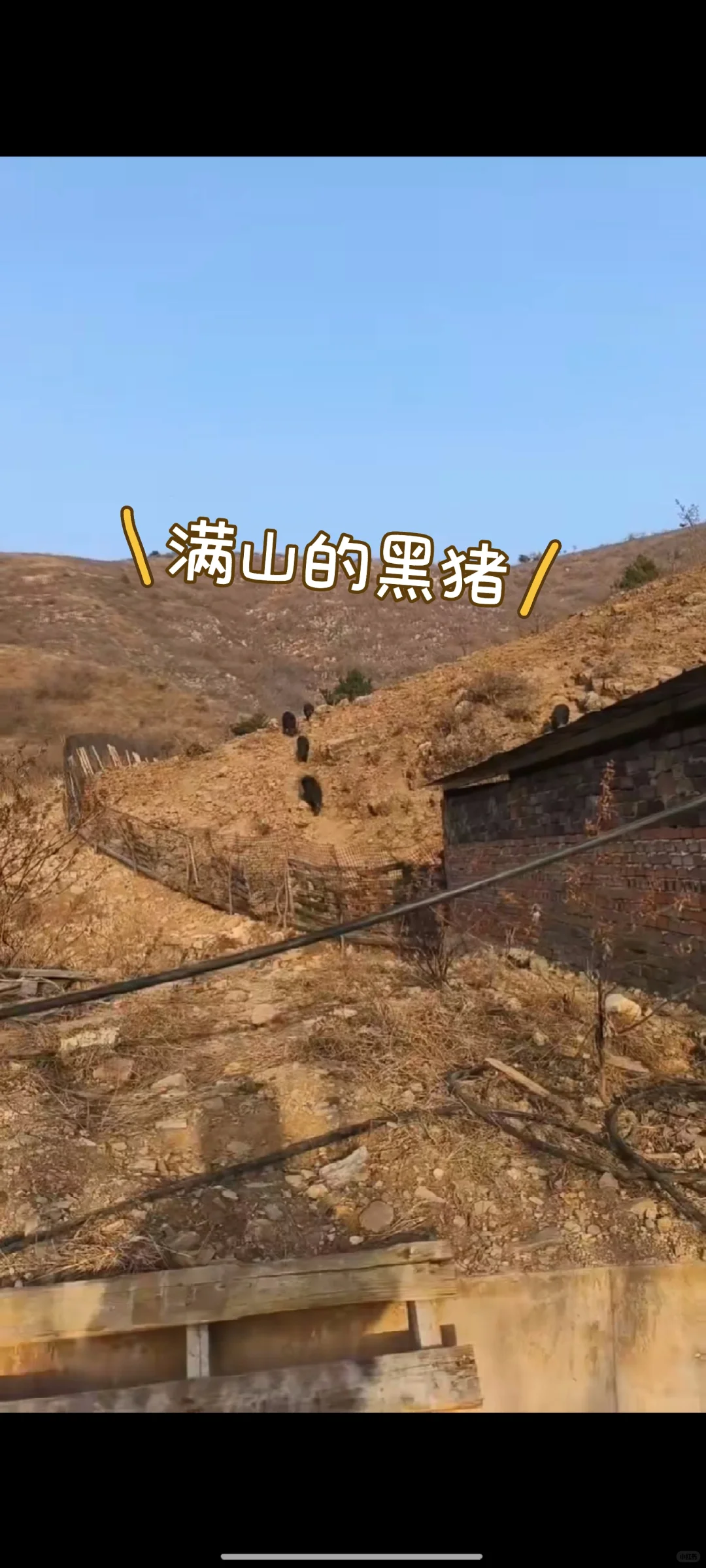 自家散养黑猪的