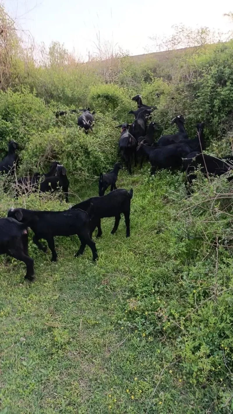 羊吃树苗被打死,养羊人咋办?