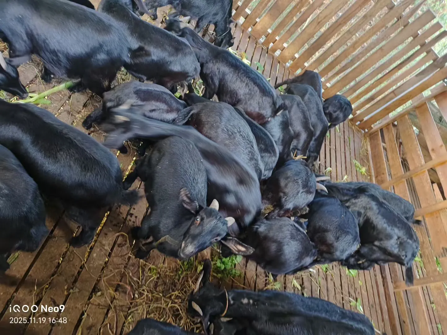 �������л���ɽ������