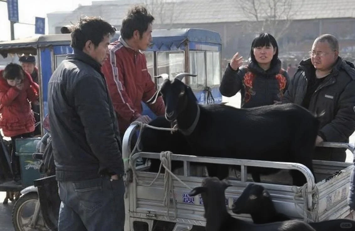 黑山羊出栏,养羊户如何智斗羊贩子