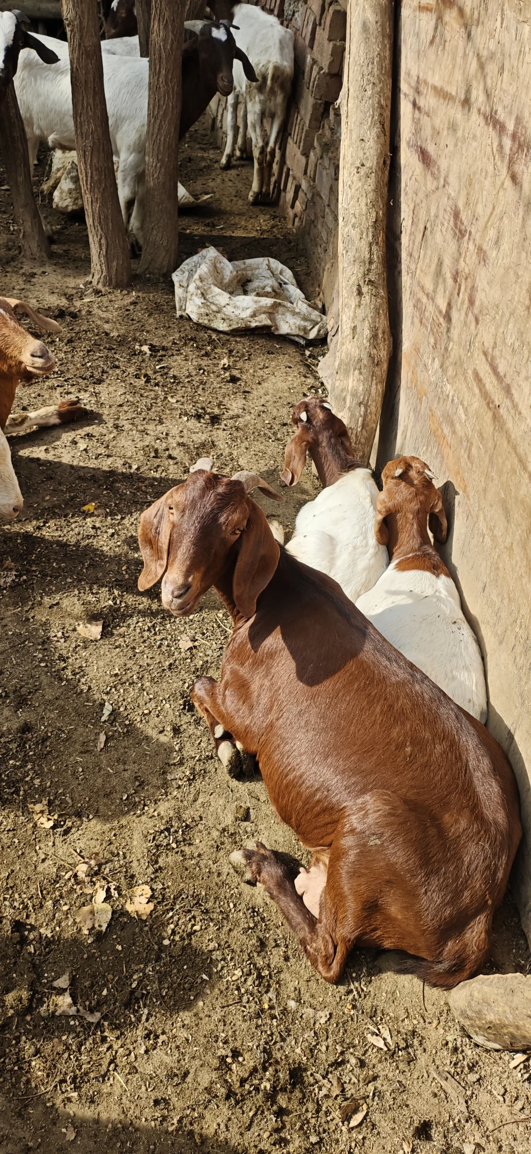 �����Լ���ֳ��ɽ��