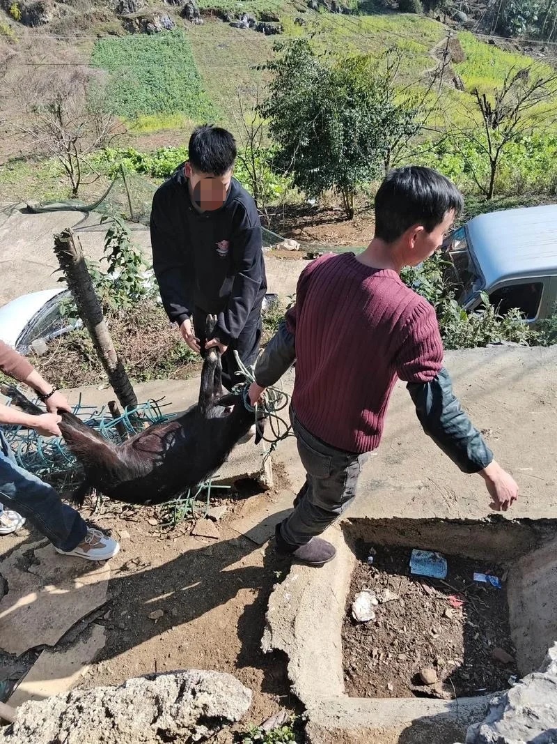 羊吃树苗被打死,养羊人咋办?