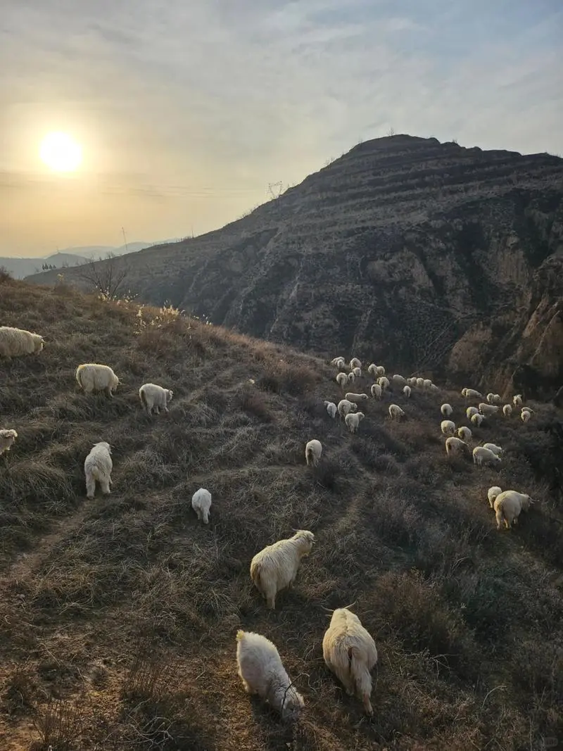 承接上文,好吃的羊就是这么放出来的!7