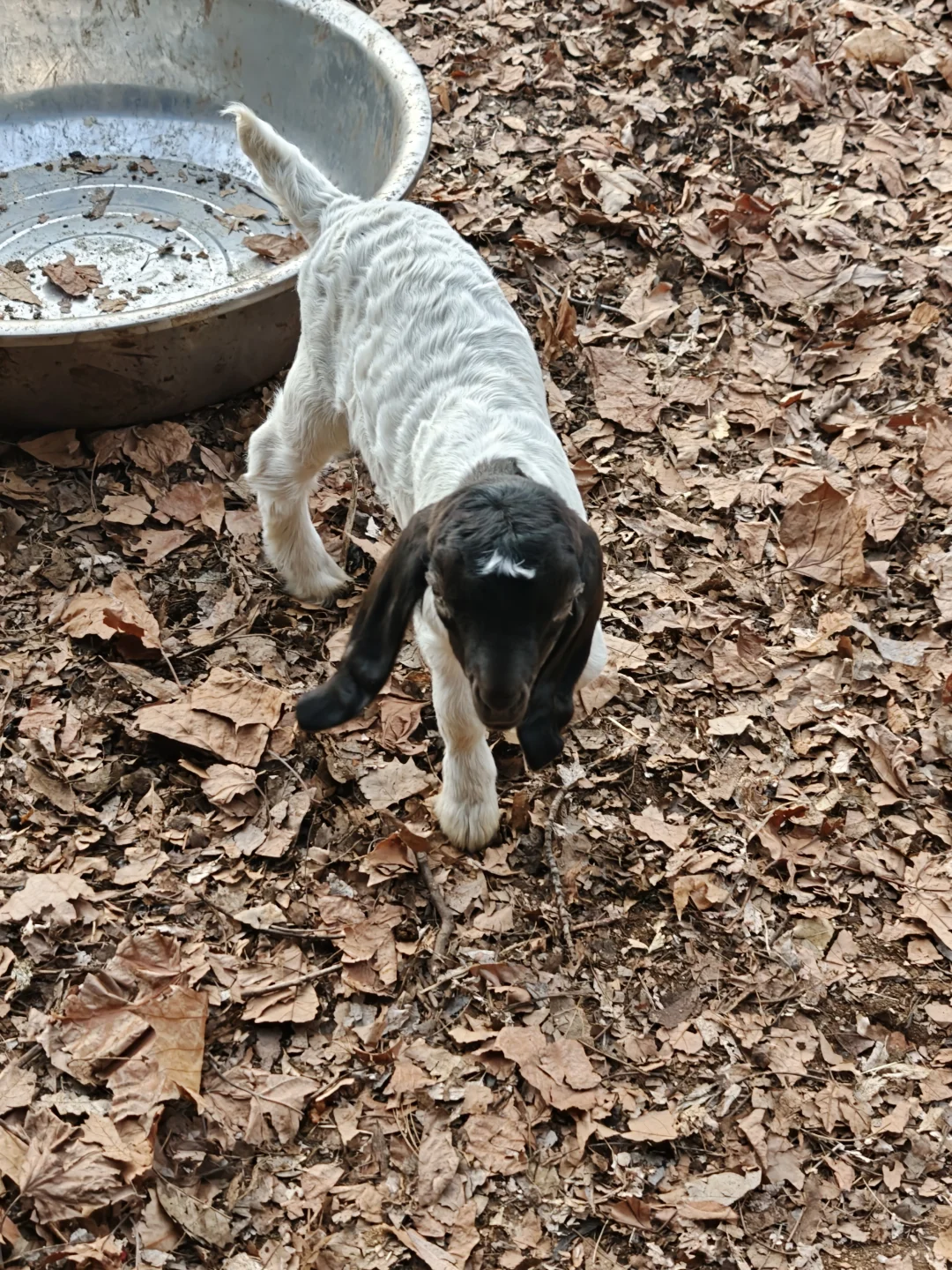 ����ɽ��С������������