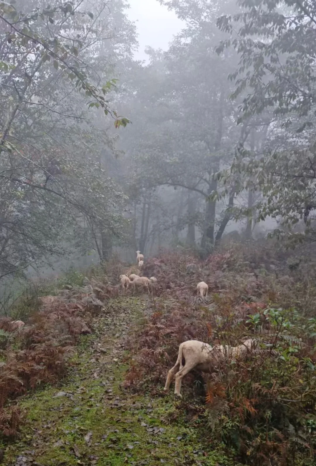 ���Լ����µĸ�ɽ������ۣ���ͷ�������ۣ�