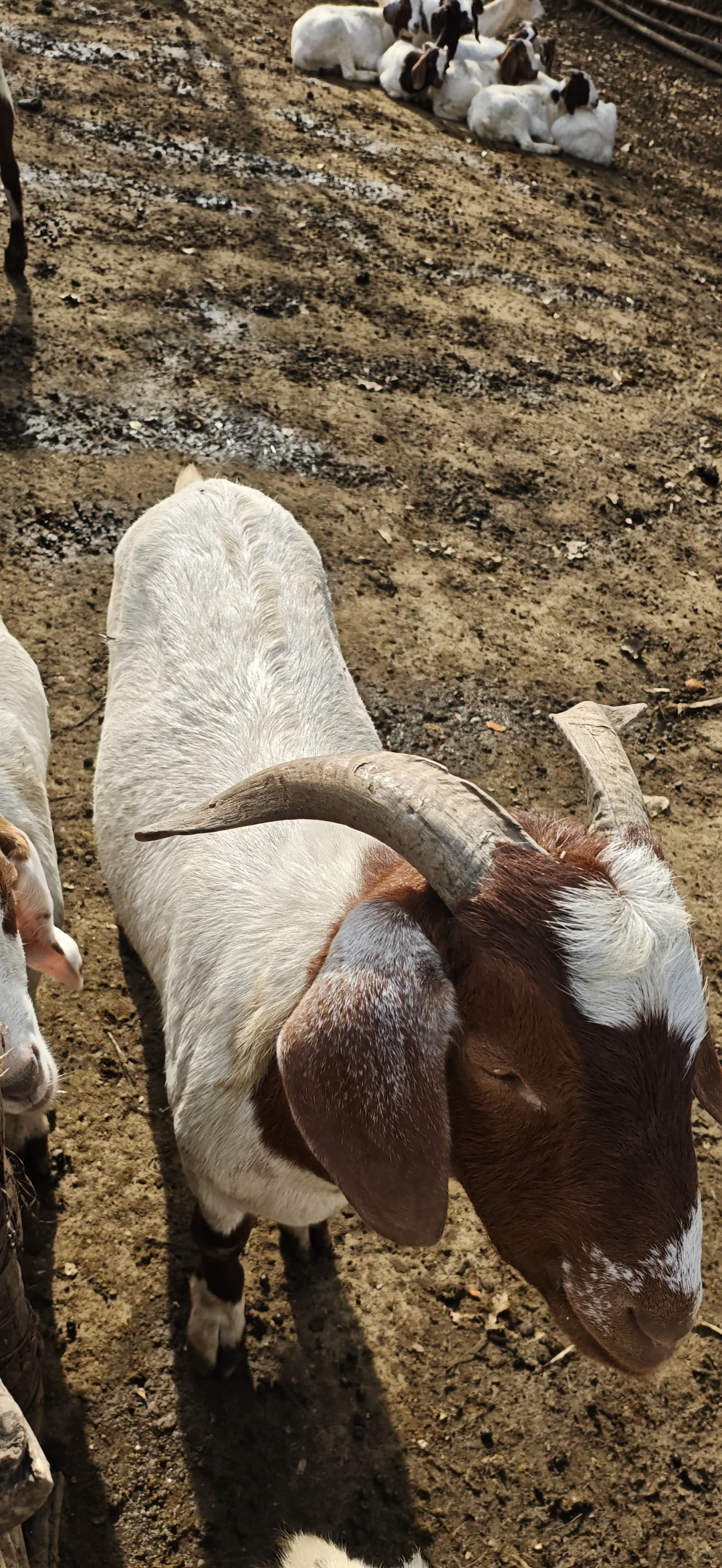 �����Լ���ֳ��ɽ��