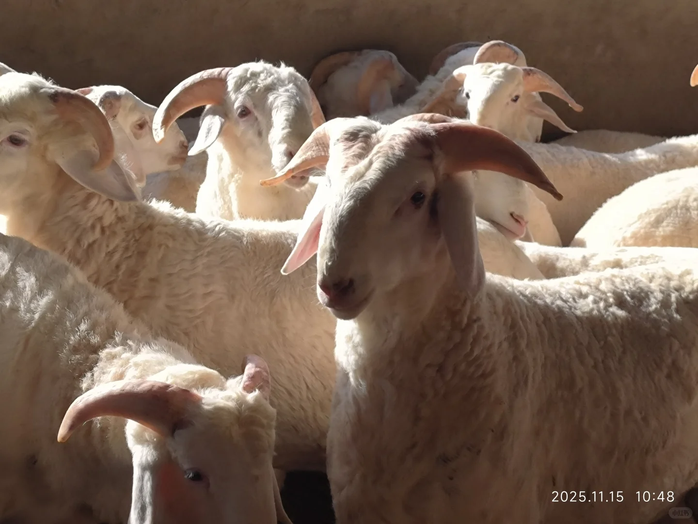 ����С�� С���ᷢ��