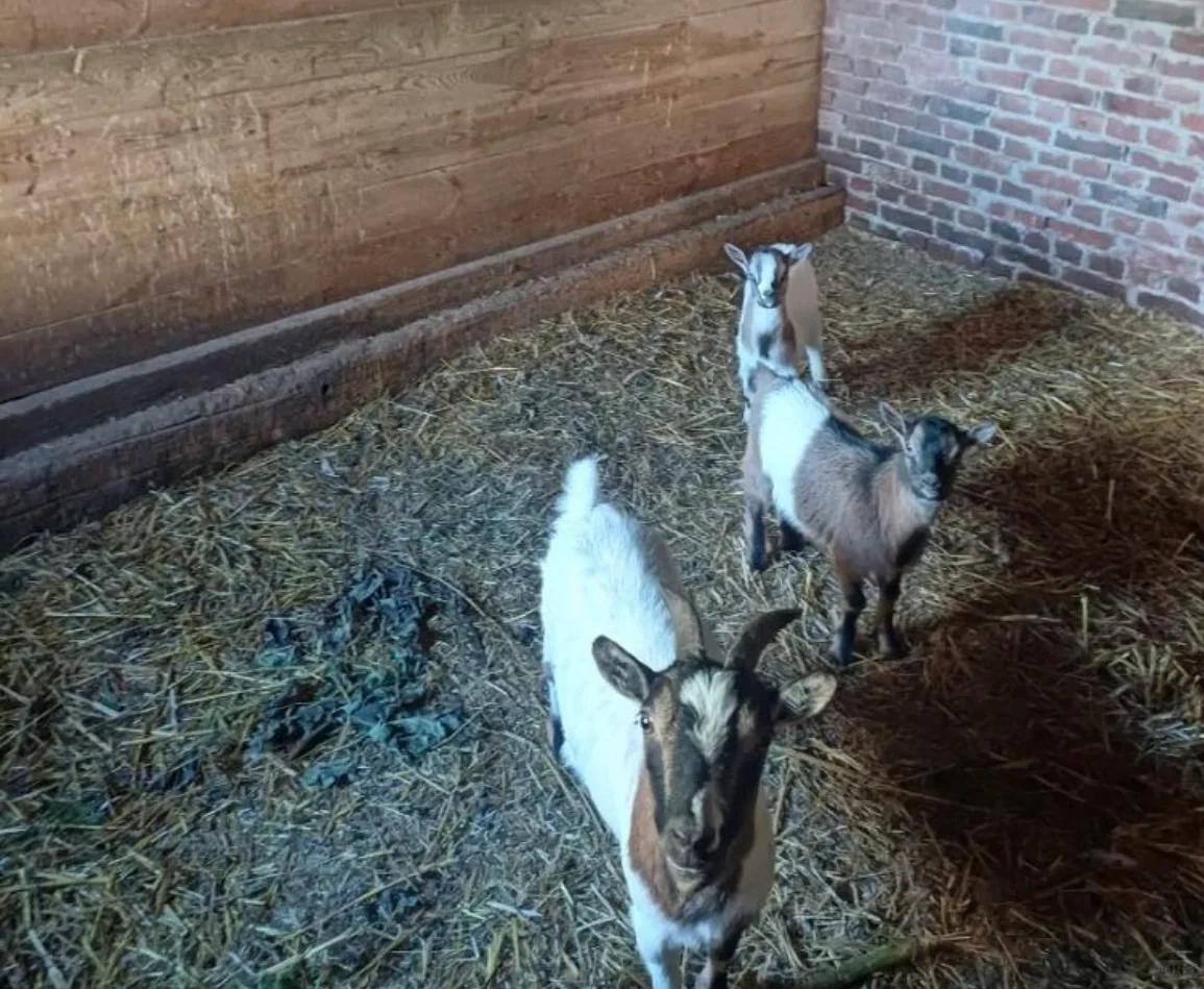 ����ɽ��?