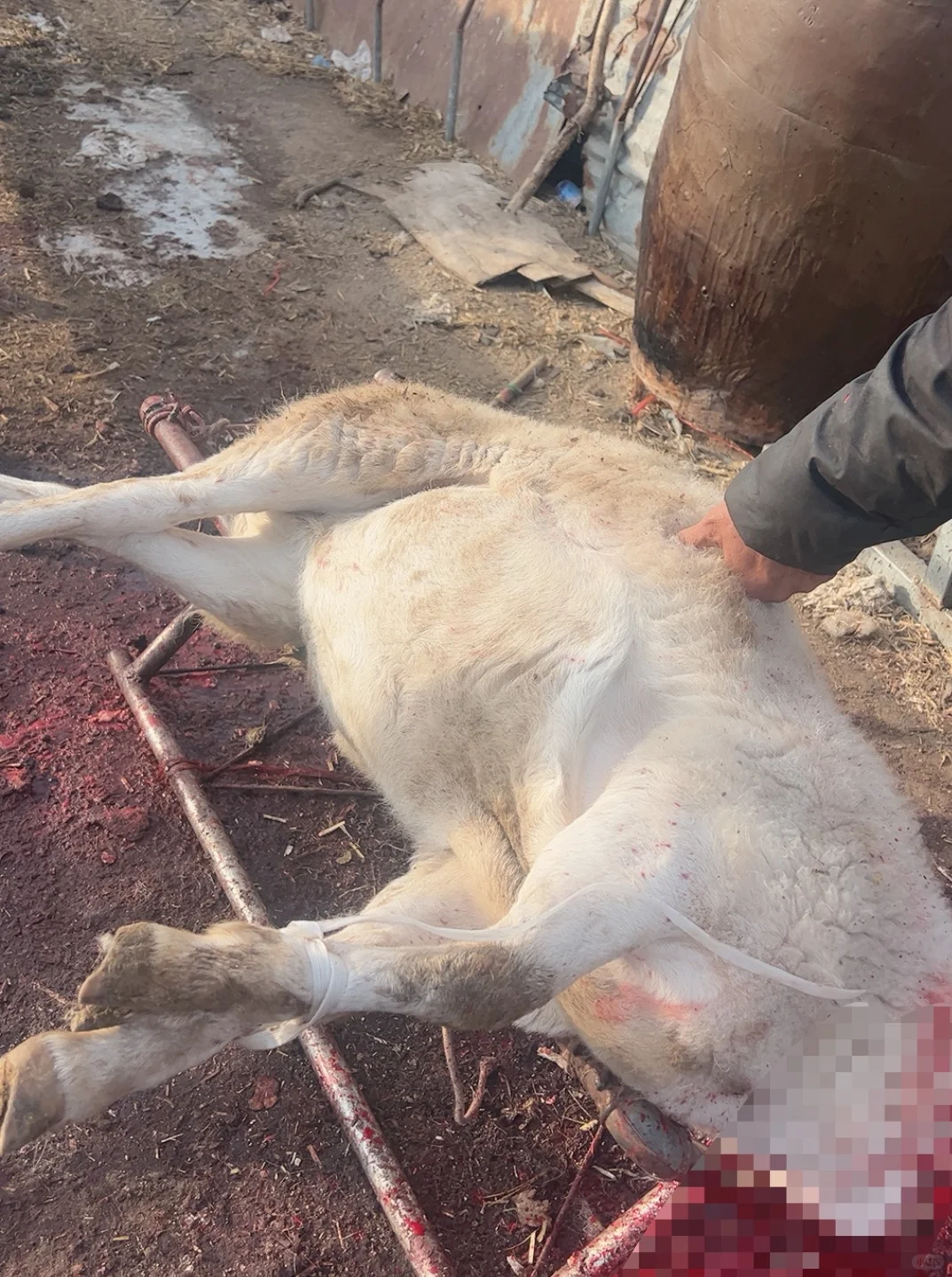 ����������԰�