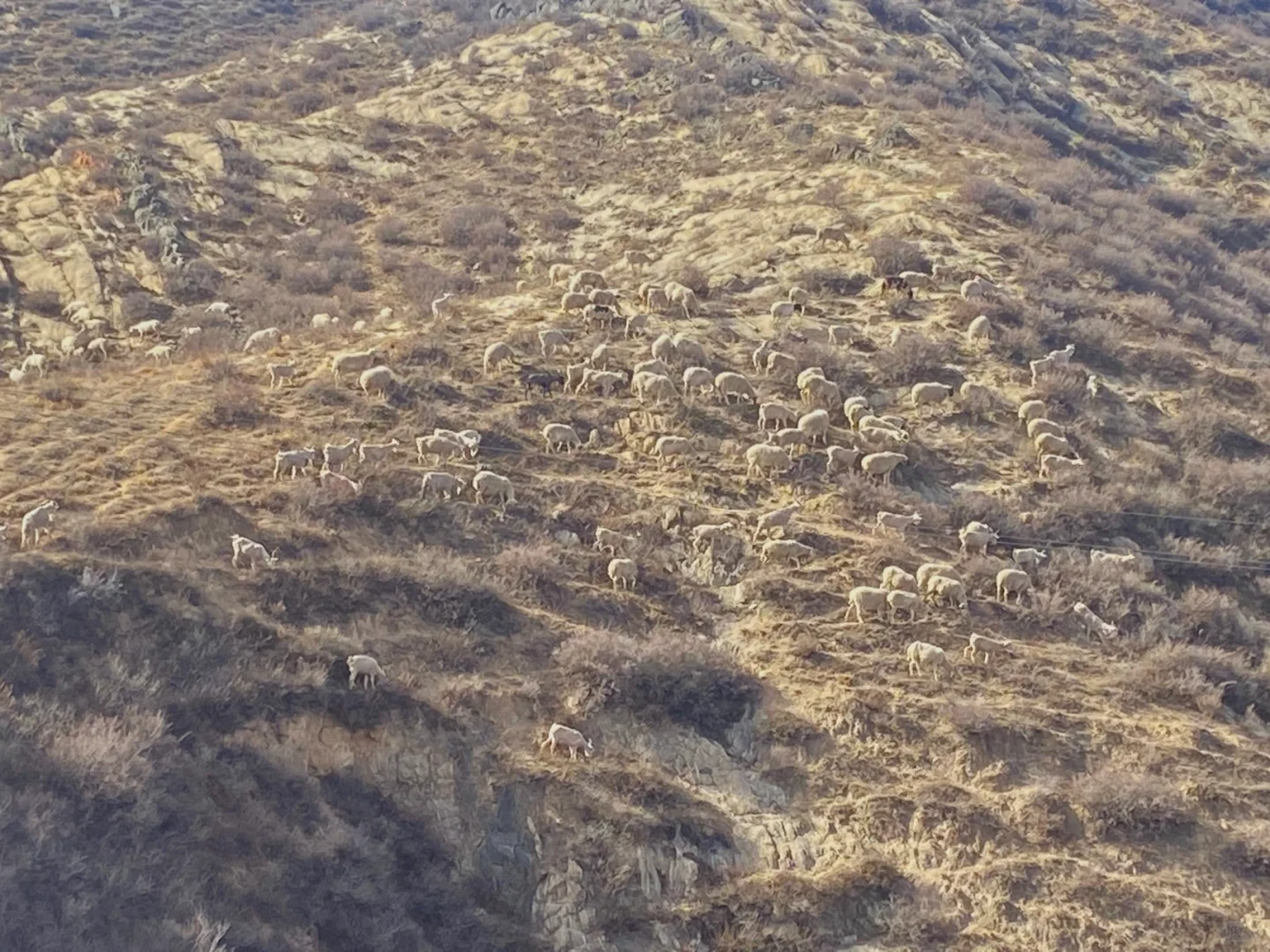 ��ɽ��Ұ������