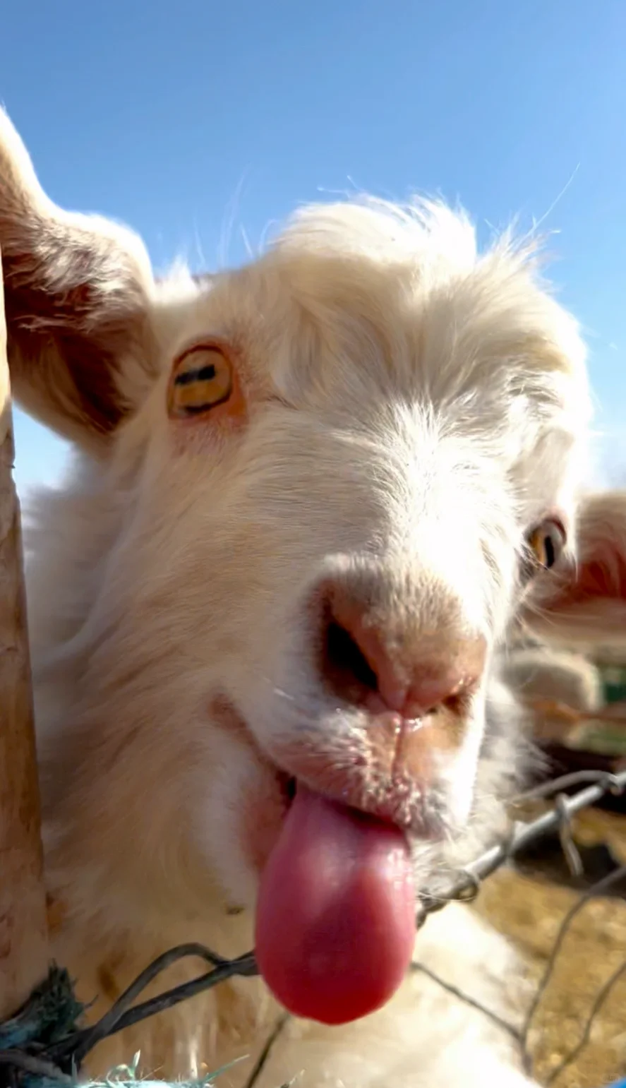 ������񫷸�ˣ�����������