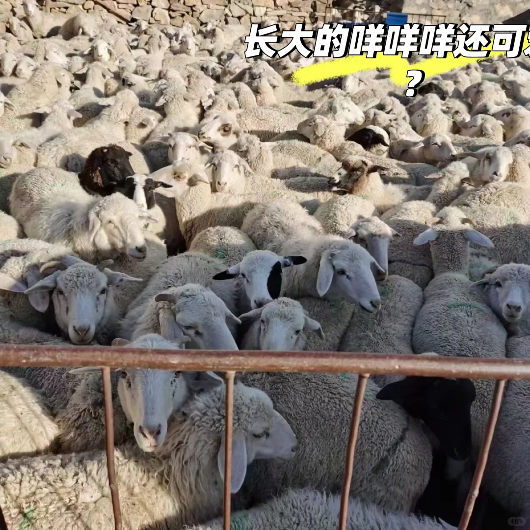 �ǡ�����С�򡱡�