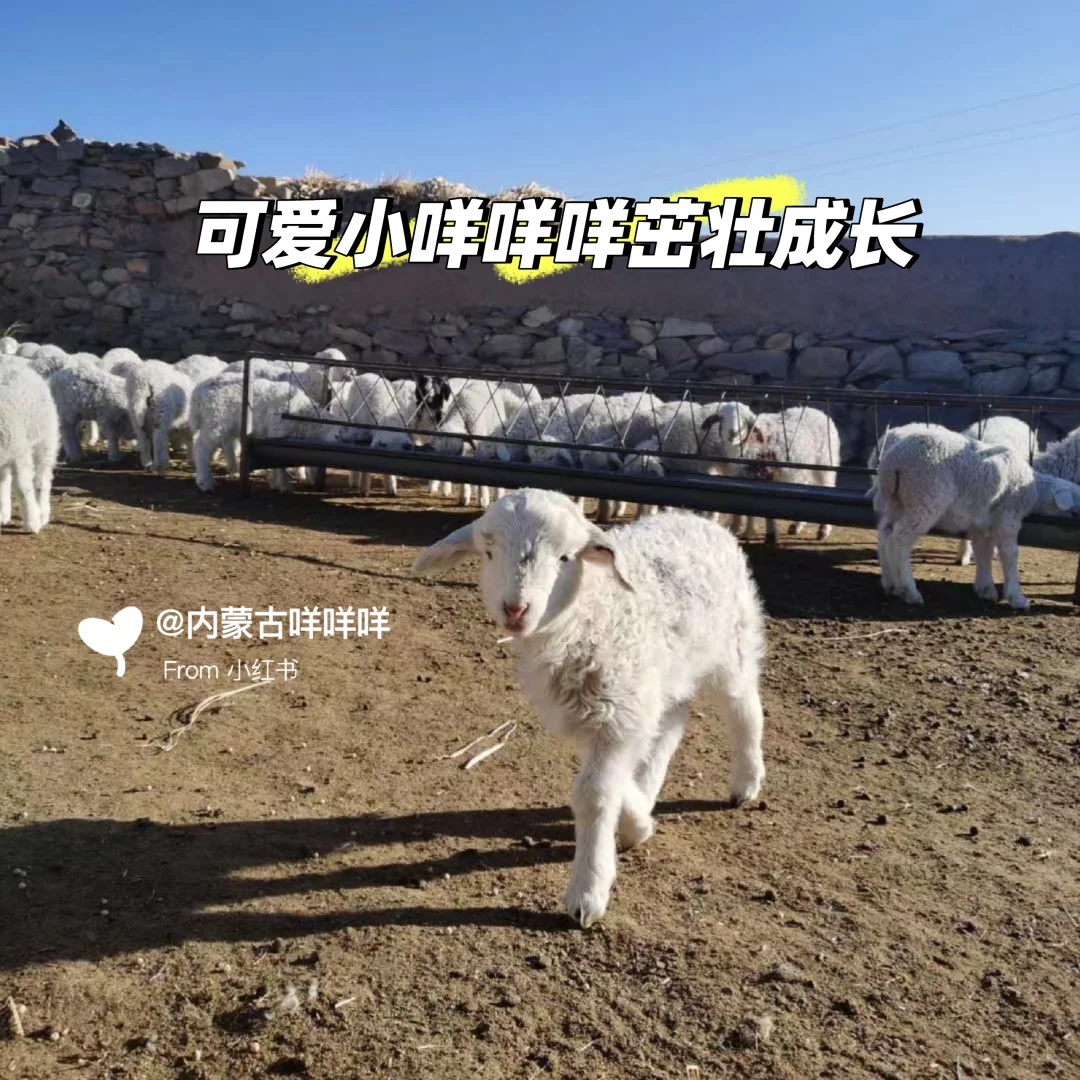 �ǡ�����С�򡱡�