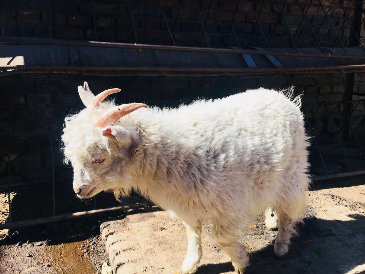 ��ɽ��Ұ������