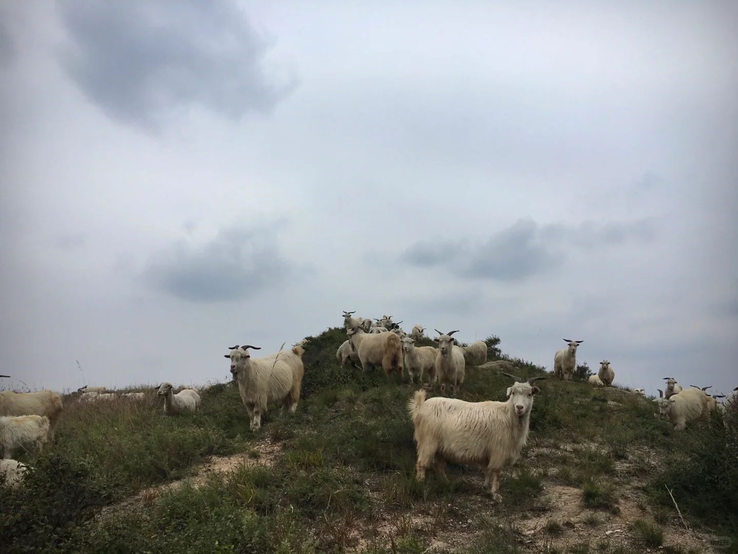 ��ɽ��Ұ������