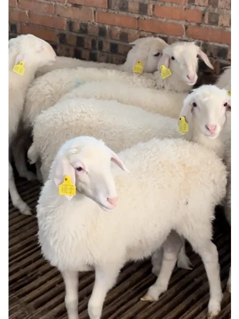 �������ֵı�����ֳ�󻧣�6��ι����ᣡ