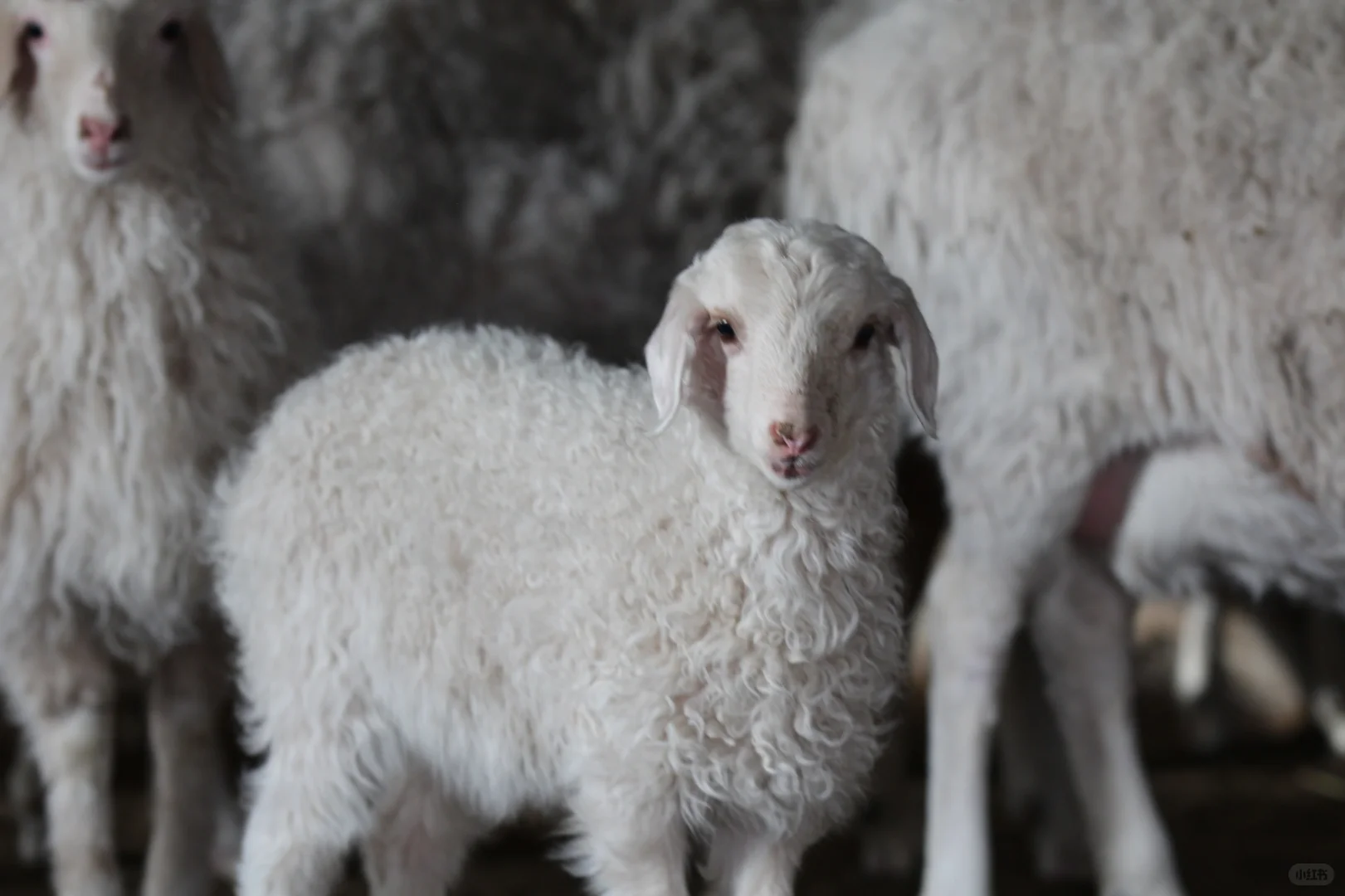 �Լ��γ�̲��򵥽���