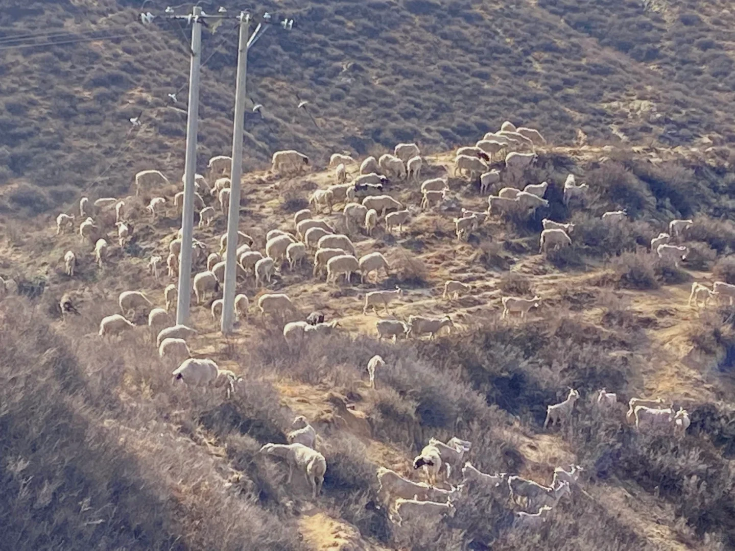 ��ɽ��Ұ������