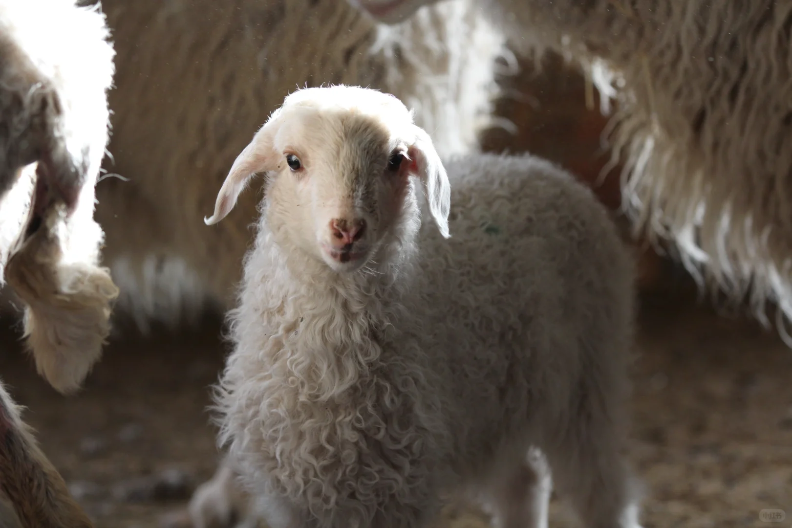 �Լ��γ�̲��򵥽���