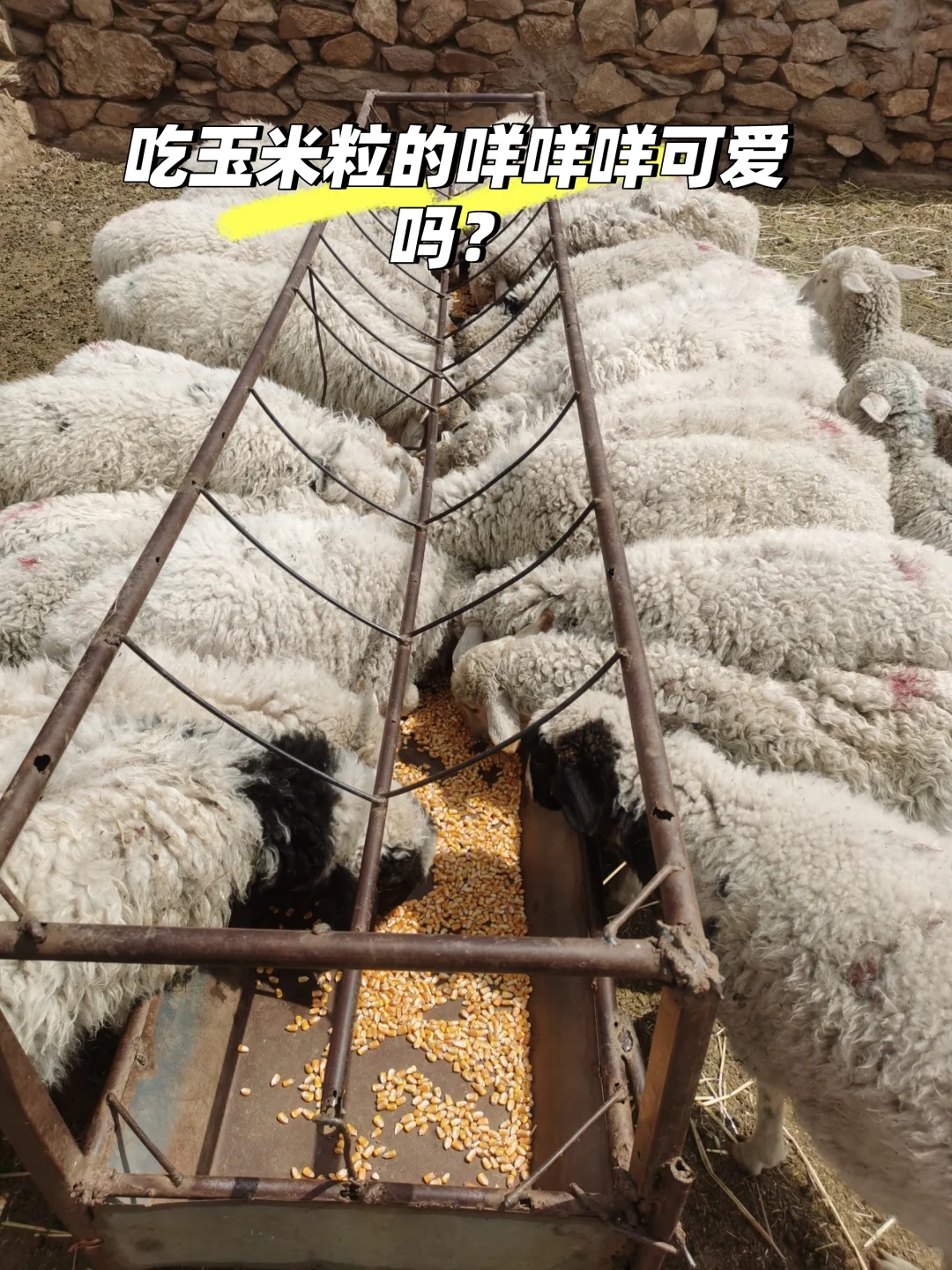 �ǡ�����С�򡱡�