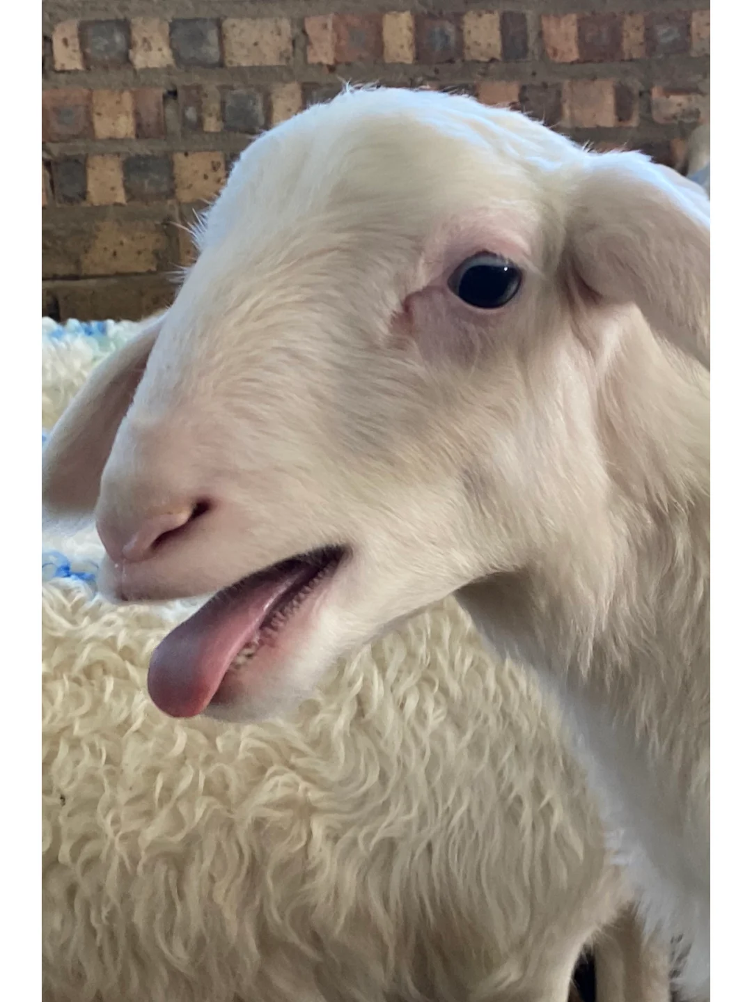 �������ֵı�����ֳ�󻧣�6��ι����ᣡ