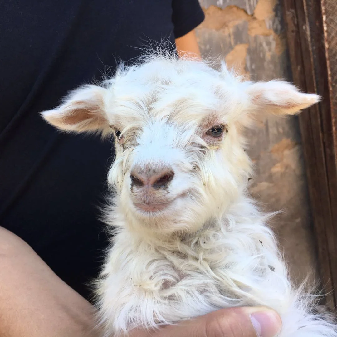 ��ɽ��Ұ������