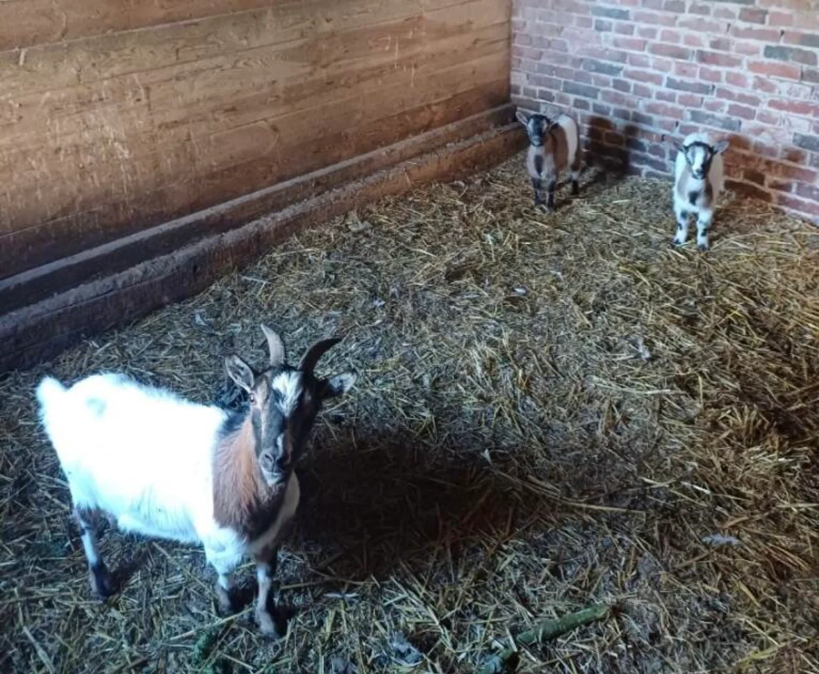 ����ɽ��?