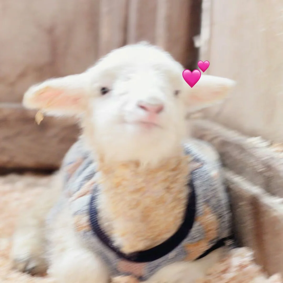 ����ʽ����?����С�򳤴󵽵�Ҫ������