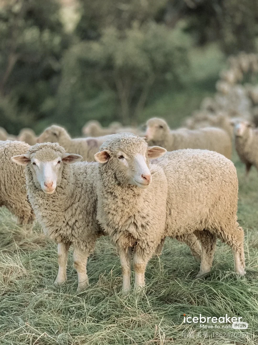 ����ʽ����?����С�򳤴󵽵�Ҫ������