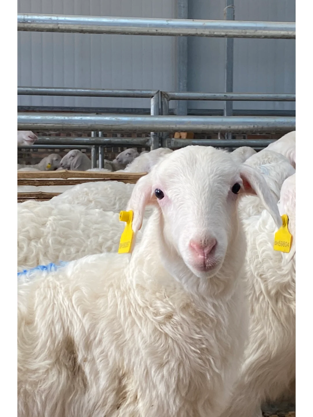 �������ֵı�����ֳ�󻧣�6��ι����ᣡ