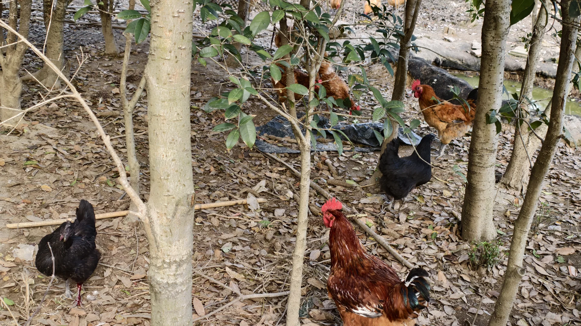 ����ƪ|�Ϸ�������