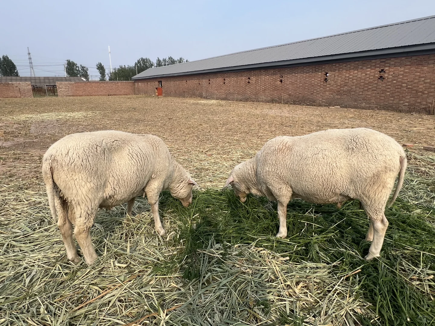 ������Ƹ������Ա