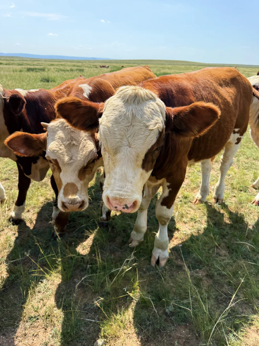 ���⻷��������ţ���ܲ��ó���