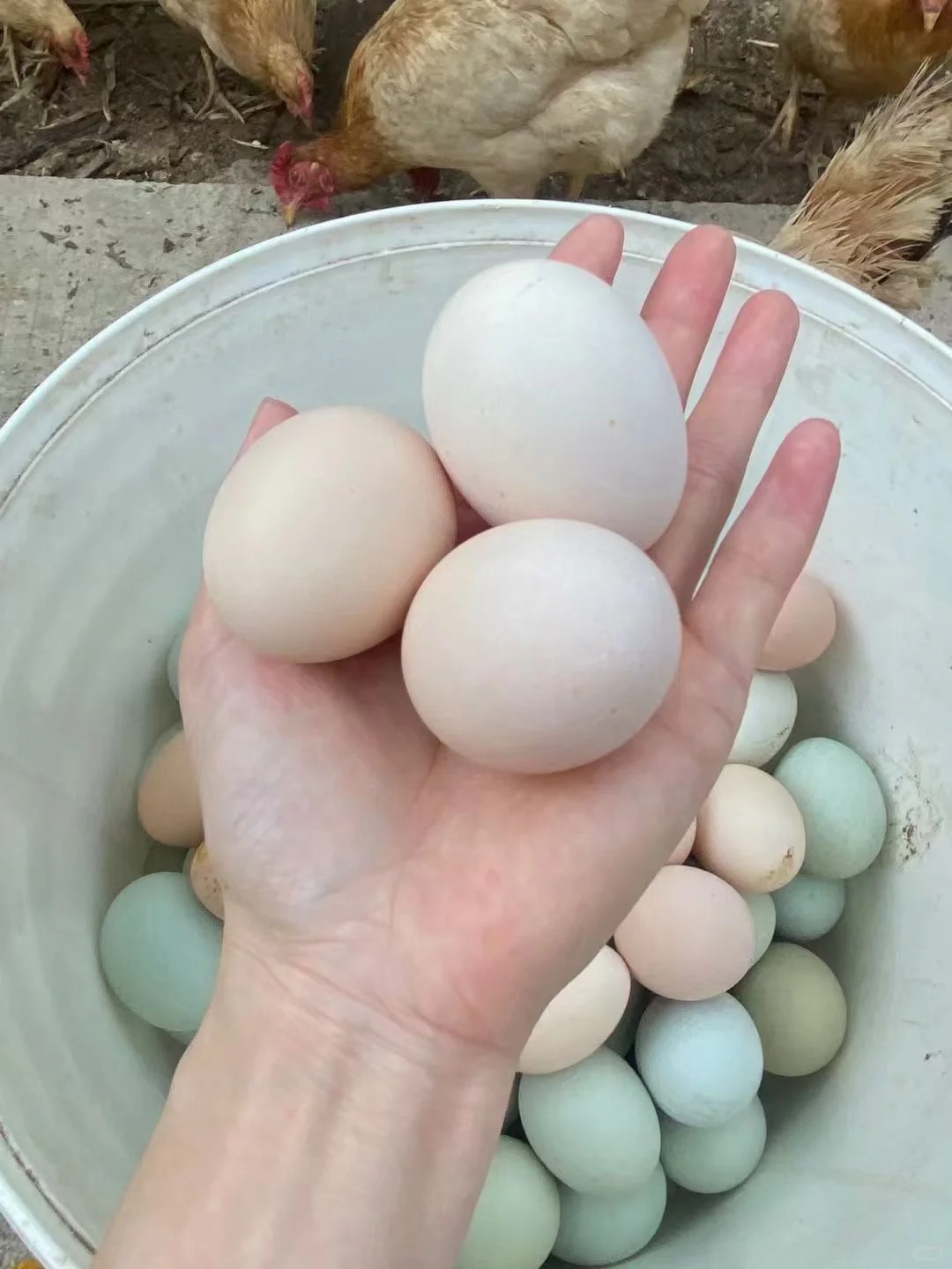 ũ������ɢ��������