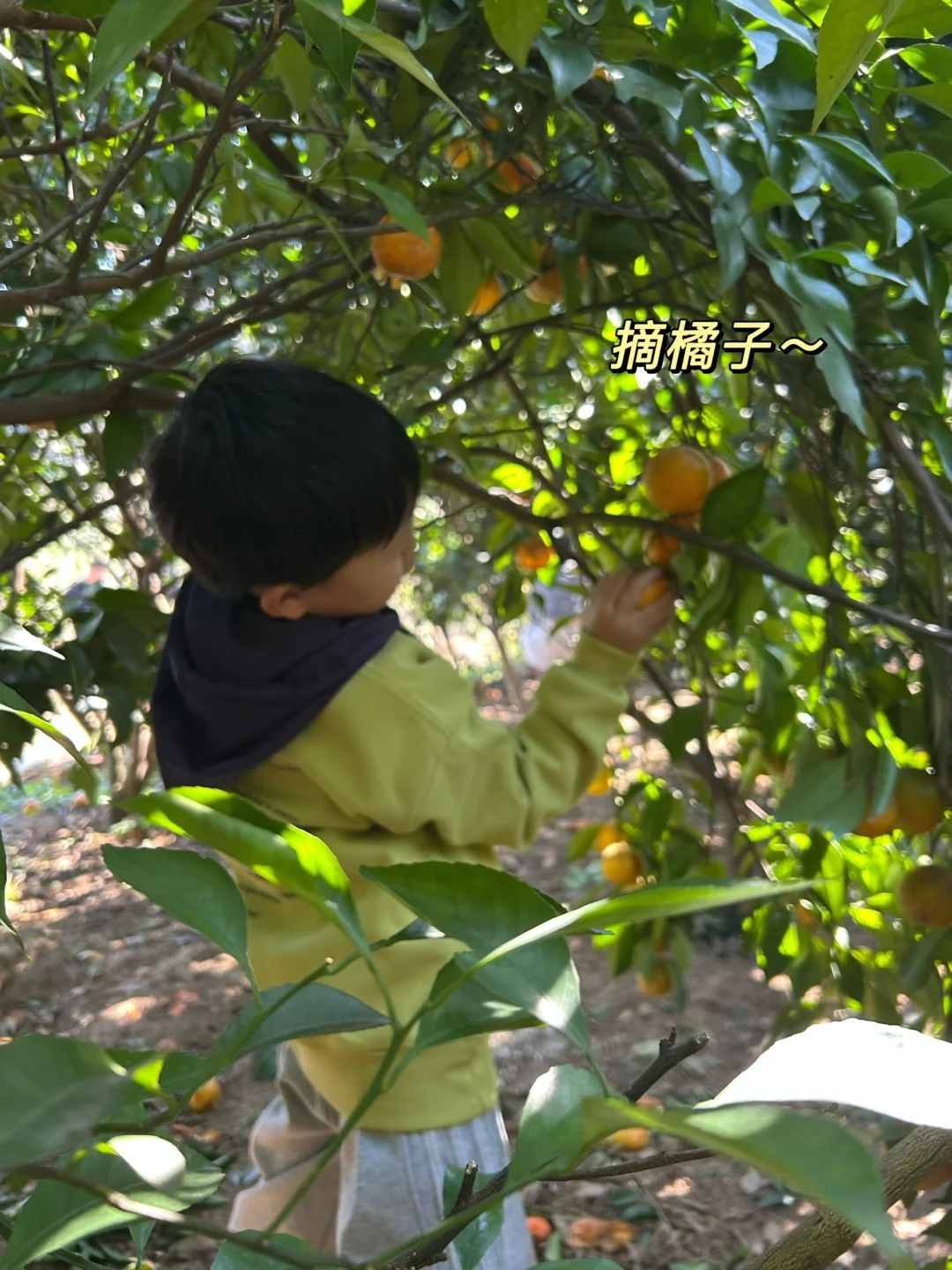 绍兴|带娃去做竹筒饭烤番薯摘橘子捡鸡蛋啦