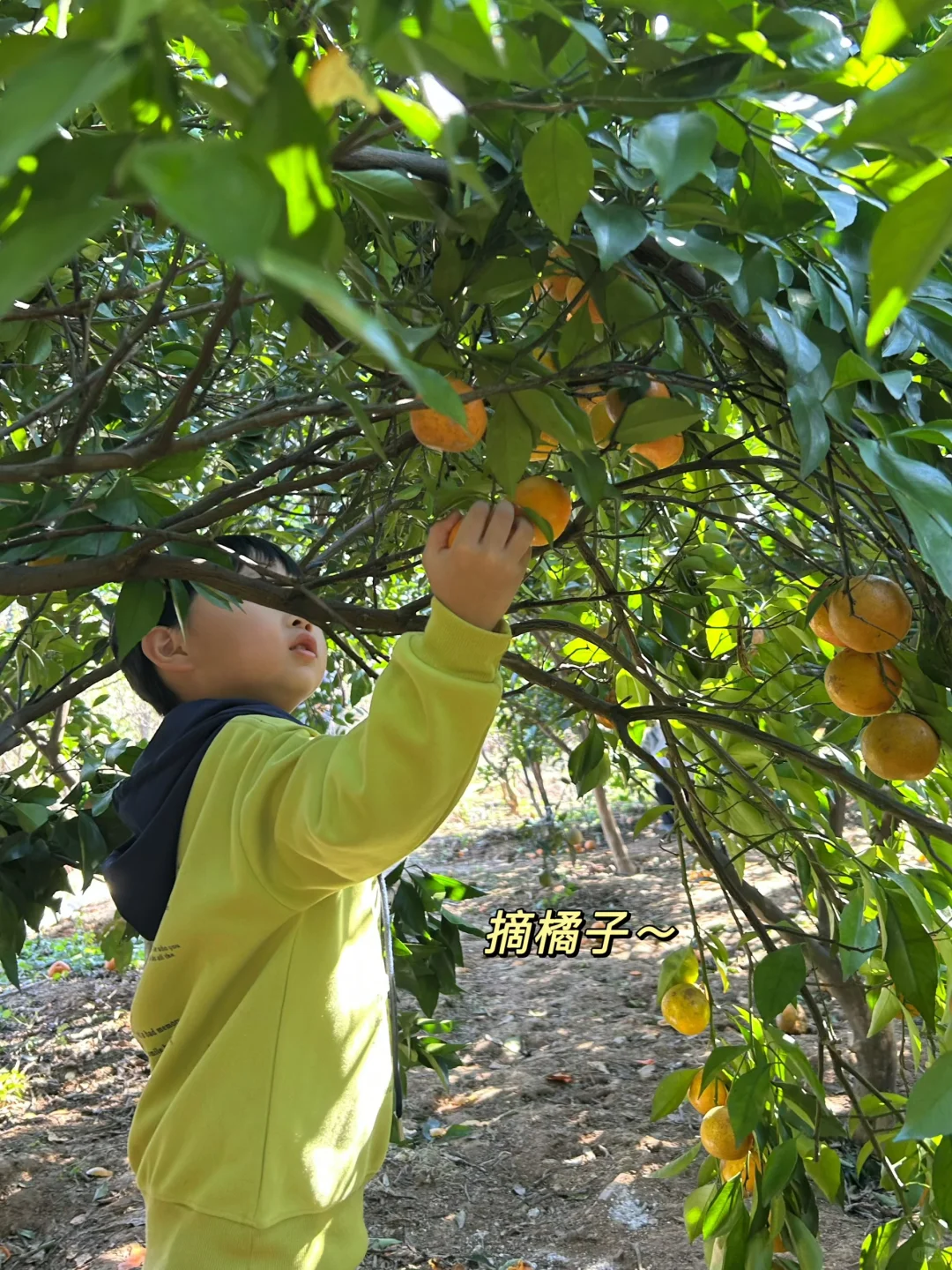 绍兴|带娃去做竹筒饭烤番薯摘橘子捡鸡蛋啦