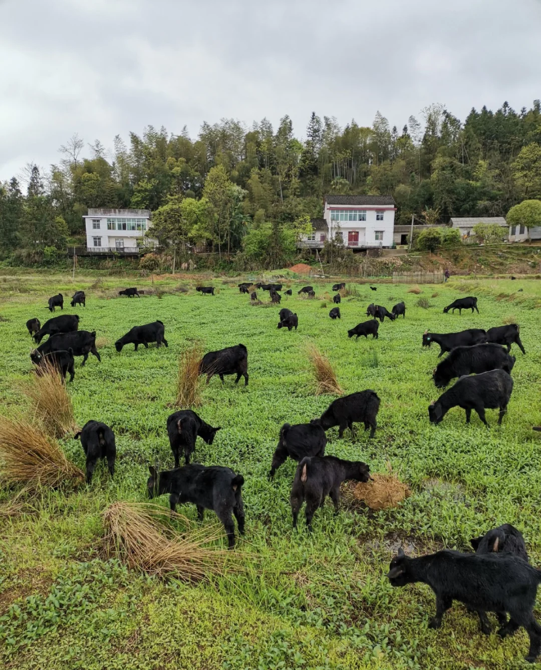 别傻等还钱了!20只羊抵债,非养羊人也不亏