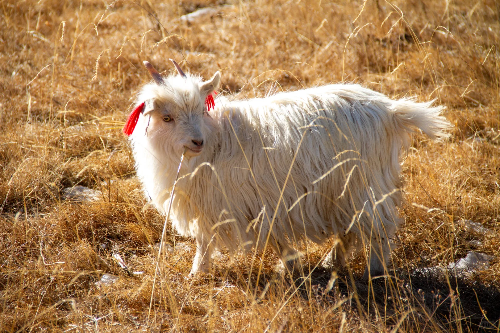 让牛马养羊这究竟是怎样的一家公司?