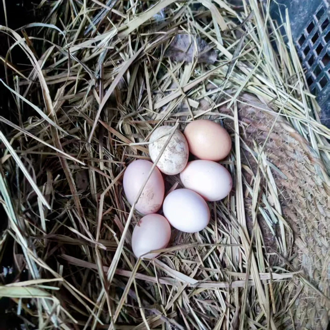 谈谈最近卖鸡蛋以来的感想