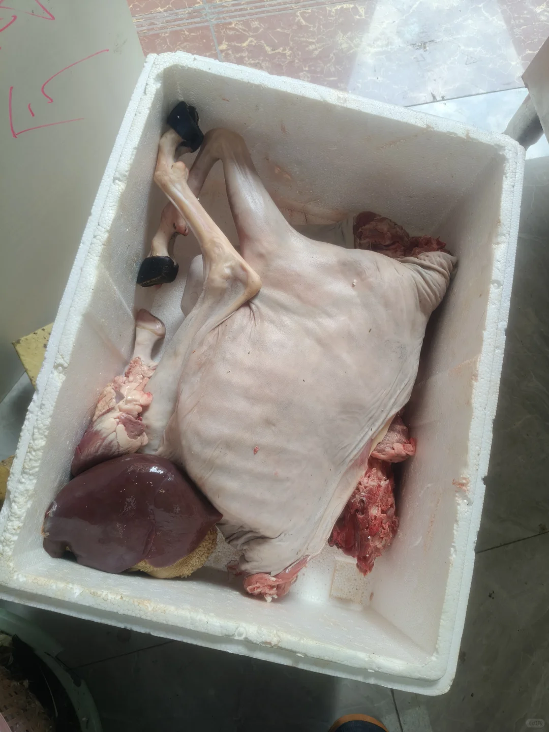 明天11月29号,黑山羊到钟村档口