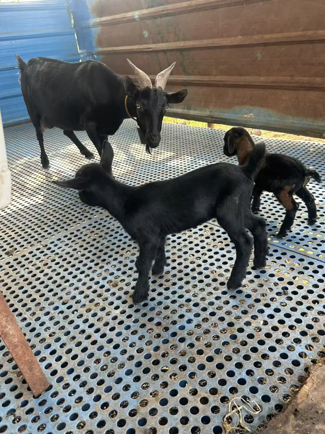 15��������ᣬ�����Դ򣬻�Բݣ�500/��